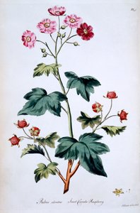 Sweet Canada Raspberry [Rubus odoratus], ilustrace z „The British Herbal“ od Johna Edwardse, vydáno v březnu 1770