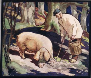 Prase hledající lanýže, ilustrace z 