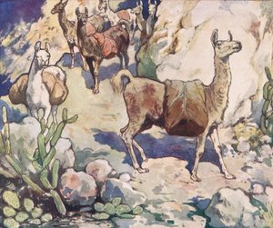 Alpaky na horské stezce, ilustrace z 