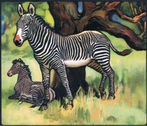 Zebry, ilustrace z 