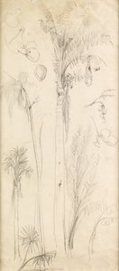 Palmy (tužka na papíře) od John Everett Millais