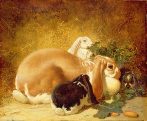 Králíci, 1852