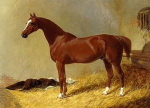 Závodní kůň v zátoce ve stáji, 1843 od John Frederick Herring Senior