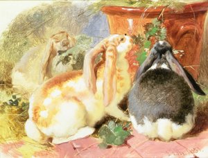 Studie tří králíků ušatých od John Frederick Herring Senior