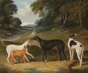 Greyhoundi, 
