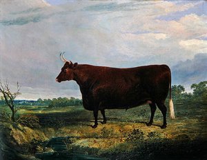 Portrét hnědého býka od John Frederick Herring Senior