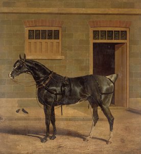 Neznámý obrázek od John Frederick Herring Senior