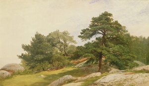 Studie pro stromy na Beverly Coast