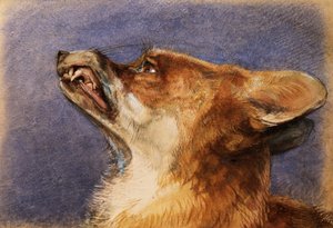 Hlava lišky od John Frederick Lewis