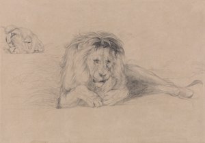 Studium lva a studia hlavy lvice od John Frederick Lewis