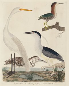 Volavka zelená, volavka noční, volavka mladá a volavka bílá, vydáno 1808-1814. od John G. Warnicke