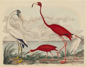 Wood Ibis, Scarlet Ibis, Flamingo a White Ibis, publikoval 1808-1814. od John G. Warnicke