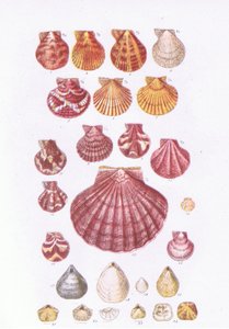 British Scallops, Nature in Britain publikoval Collins, 1946 od John George Sowerby