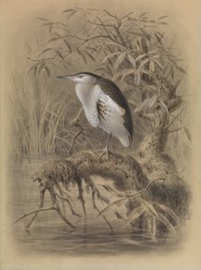 Malý hořčák, Ixobrychus minutus od John Gerrard Keulemans