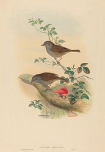 Accentor modularis Dunnock. Tvůrci: John Gould, Henry Constantine Richter. od John Gould and Henry Constantine Richter John Gould and Henry Constantine Richter