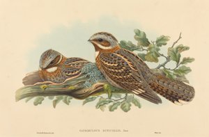 Caprimulgus Ruficollis. Tvůrci: John Gould, Henry Constantine Richter. od John Gould and Henry Constantine Richter John Gould and Henry Constantine Richter
