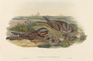 Caprimulgus europaeus Nightjar. Tvůrci: John Gould, Henry Constantine Richter.