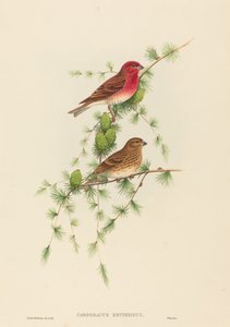 Carpodacus erythrinus pěnkava obecná. Tvůrci: John Gould, Henry Constantine Richter.