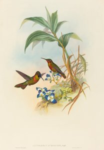 Clytolaema aurescens Rubín pruhovaný nebo Rubín Gouldův. Tvůrci: John Gould, Henry Constantine Richter.