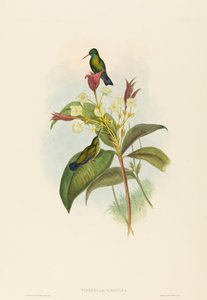 Eucephala caerulea Safír modrobradý. Tvůrci: John Gould, Henry Constantine Richter.