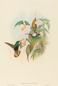 Lafresnaya flavicaudata Velvet-prsa s buff-tailed. Tvůrci: John Gould, Henry Constantine Richter.