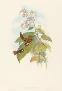 Selashorus scintilla Scintillant kolibřík. Tvůrci: John Gould, Henry Constantine Richter.