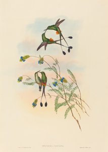 Spathura peruana Racket-Tail peruánský. Tvůrci: John Gould, Henry Constantine Richter.