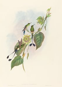 Spathura underwoodi Racket-Tail bělonohý. Tvůrci: John Gould, Henry Constantine Richter.