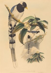 Urocissa cucullata, pravděpodobně 18501883. Tvůrci: John Gould, Henry Constantine Richter.