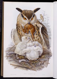 Velká sova a kuřata, z "The Birds of Europe", vydané 1832-37 od John Gould