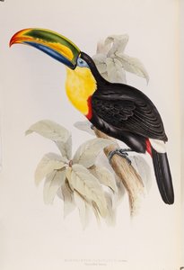 Monografie Ramphastidae neboli čeledi tukanů, první vydání, vydáno 1834 od John Gould
