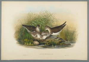 Actitis Hypoleucos - sluka letní (barevné lito na tkaném papíře) od John Gould