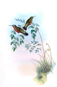 Adelomyia castaneiventris = Lampornis castaneoventris od John Gould