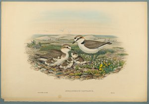 Aegialophilus Cantianus - kulík kentský (barevné lito na tkaném papíře) od John Gould