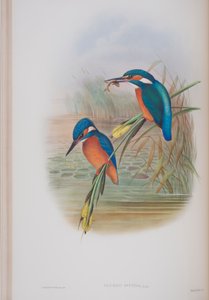 Alcedo Ispida, deska z The Birds of Great Britain od Johna Goulda, vydaná 1862-73 (ručně kolorované lito) od John Gould