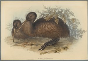 Apteryx Australis (barevné litho na tkaném papíře) od John Gould