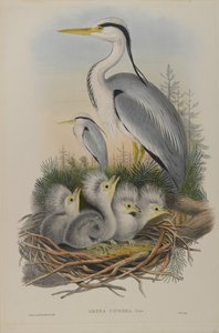 Ardea Cinerea - volavka popelavá od John Gould
