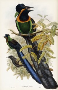 Astrapian artefakt od John Gould