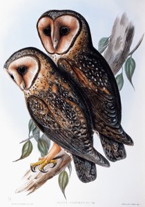 Australian Masked-Owl (Strix personata), litografie z Birds of Australia od John Gould
