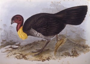 Australský kartáč-krocan (Alectura lathami), rytina John Gould od John Gould