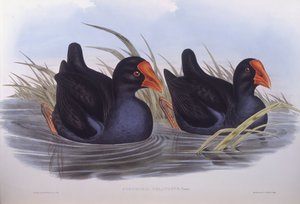 Australský swamphen (Porphyrio melanotus), rytina John Gould od John Gould