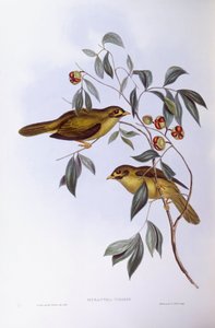 Bell horník (Manorina melanophrys), rytina John Gould od John Gould