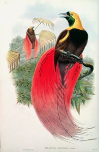 Bird of Paradise, vyryl T. Walter od John Gould