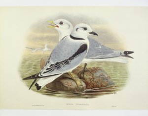 Kittiwake černonohá (Rissa tridactyla), rytina John Gould, William Hart, HC Richte od John Gould