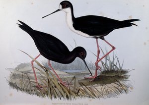 Chřástal černý (Himantopus novaezelandiae), rytina z Ptáci Austrálie od John Gould