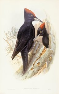 Datel černý (Dryocopus martius), rytina John Gould od John Gould