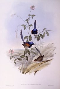 Víla modroprsá (Malurus pulcherrimus), rytina John Gould od John Gould