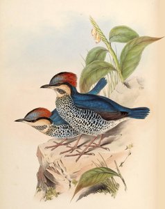 Modrá Pitta Pitta cyanea Blyth od John Gould