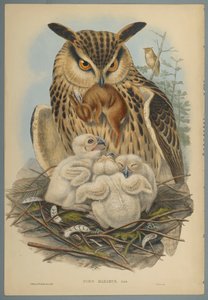 Bubo Maximus: Sova (barevné lito na tkaném papíře) od John Gould