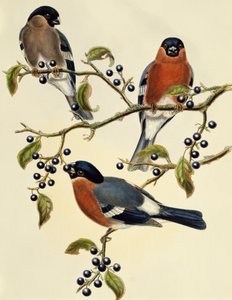 Hýl (Pyrrhula pyrrhula), rytina John Gould (1804-1881). Spojené království od John Gould